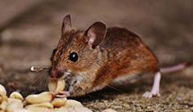 24 Hour & Emergency Exterminators in Roseville, IL